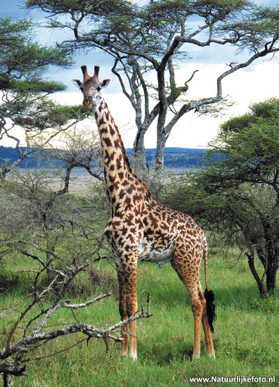 postcard Masai Giraffe (AF002)