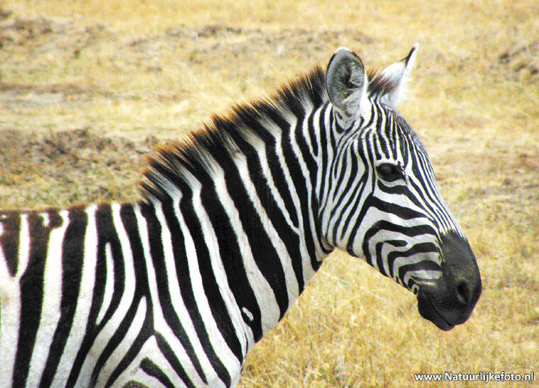 postcard zebra (AF003)
