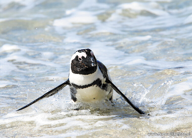 postcard African penguin (AF004)