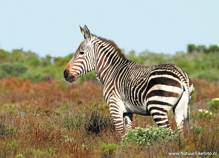 postcard Cape mountain zebra (AF005)