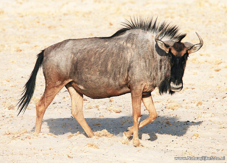postcard wildebeest (AF010) postcard wildebeest (AF010)