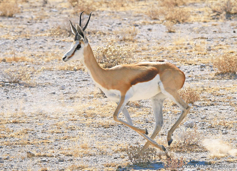 postcard springbok (AF011)