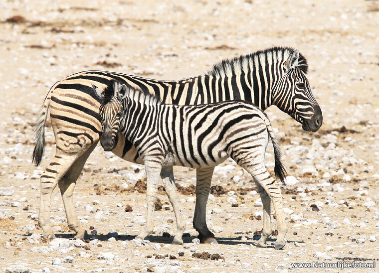 postcard Burchell’s zebra (AF012)