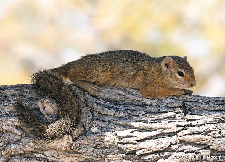 postcard tree squirrel (AF013) postcard tree squirrel (AF013)