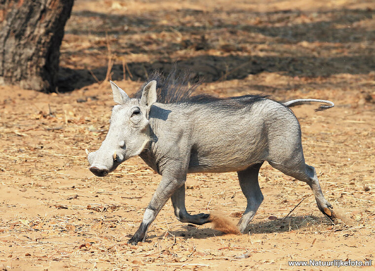 postcard warthog (AF019)