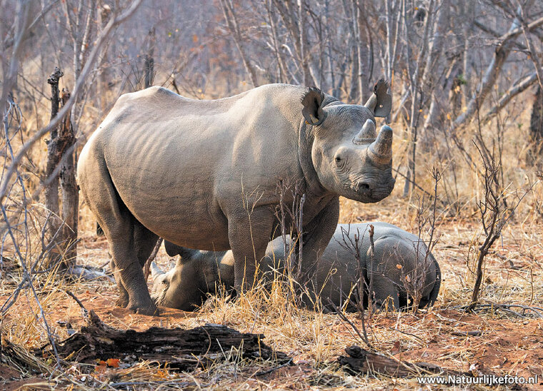 postcard Black Rhino (AF020)