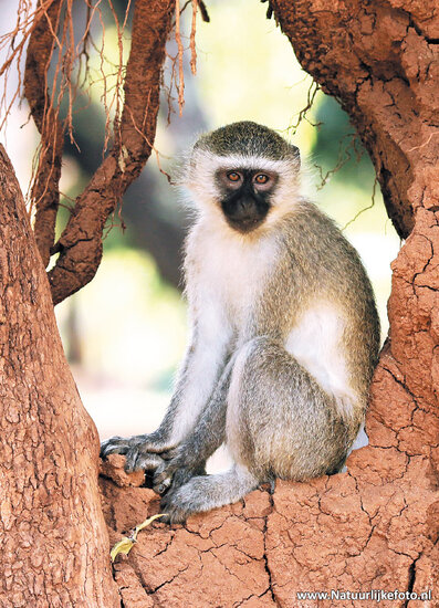 postcard vervet monkey (AF021) postcard vervet monkey (AF021)