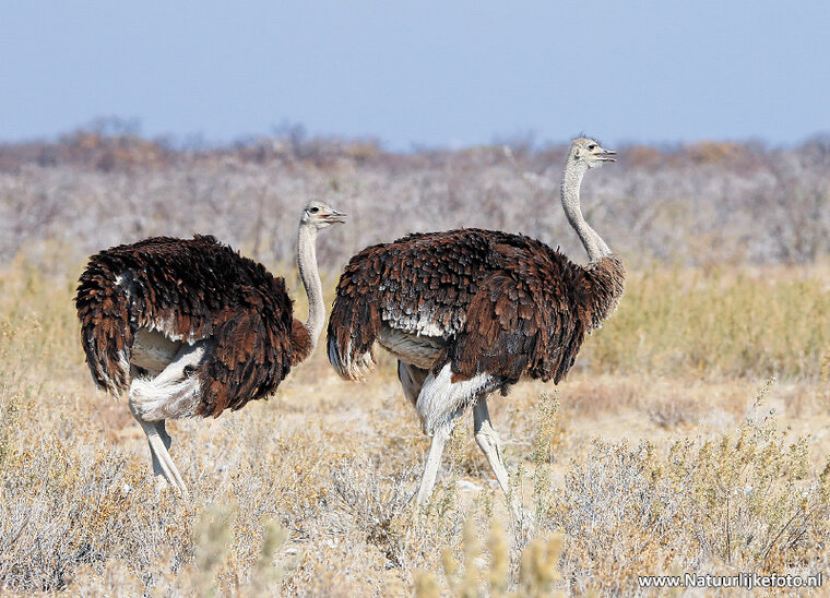 postcard common ostrich (AF016)