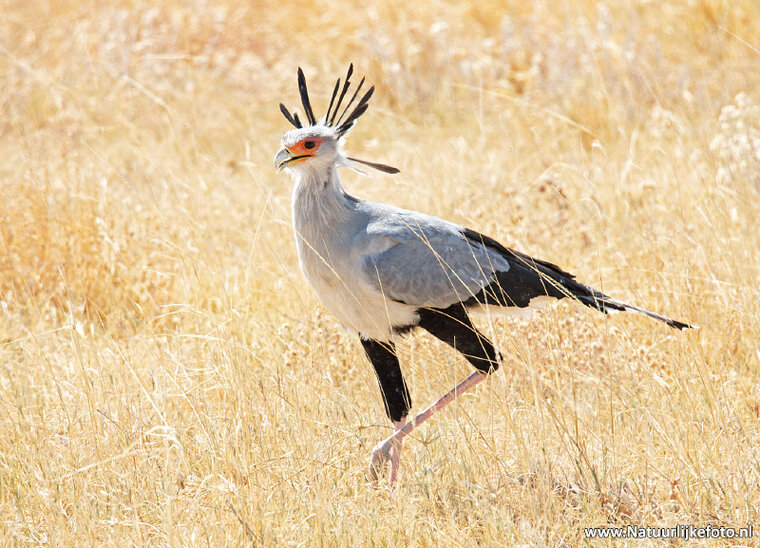 postcard Secretarybird (AF014)