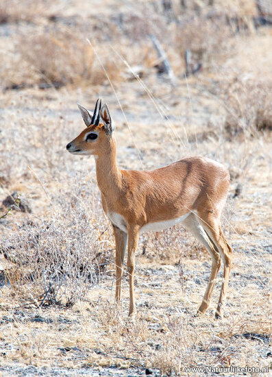 postcard Steenbok (AF027)