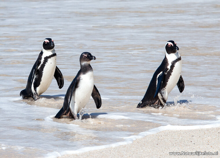 postcard African penguins (AF017)