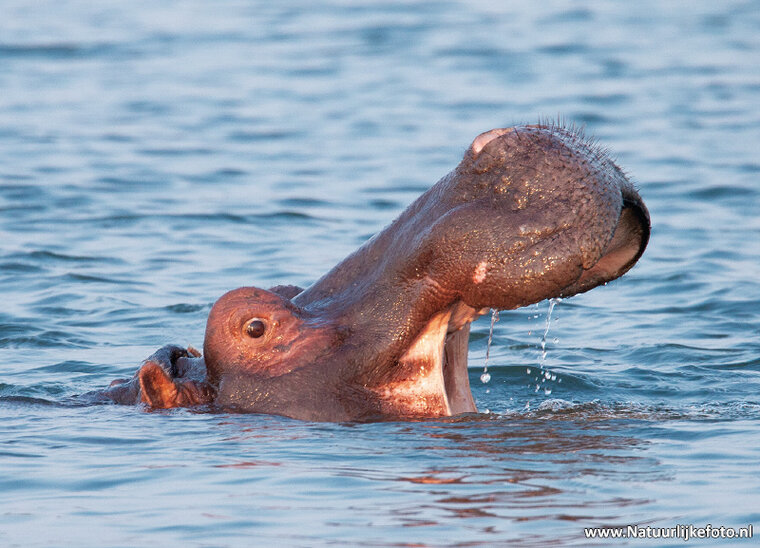 postcard Hippo (AF026)