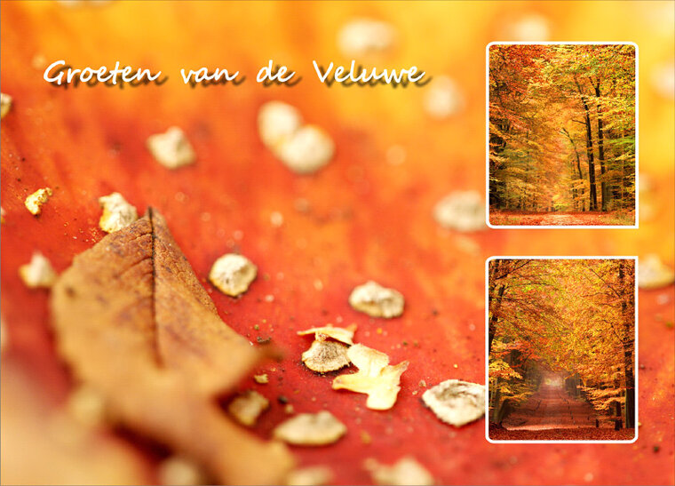 Postcard Veluwe 009 (VE009)