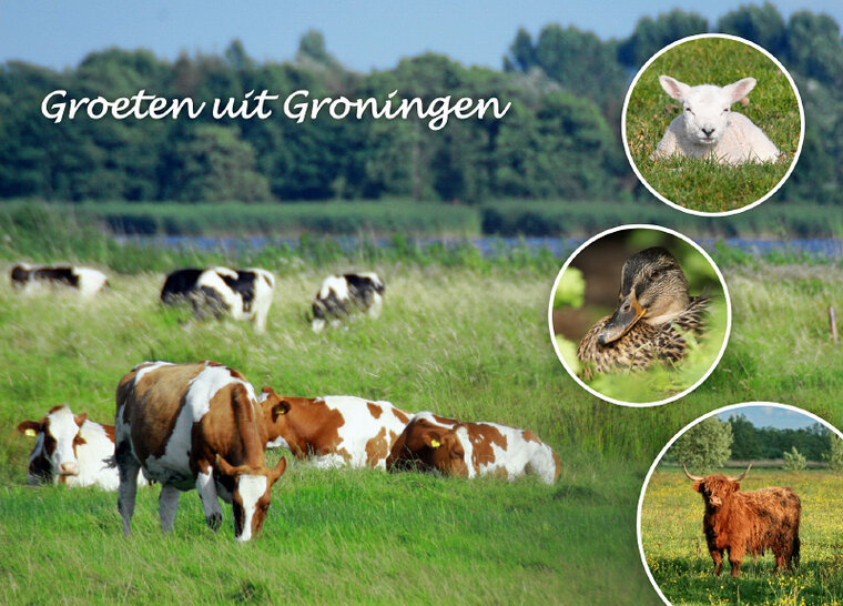postcard greetings from Groningen