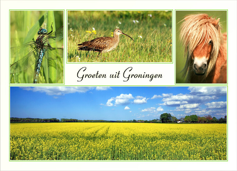 postcard greetings from Groningen