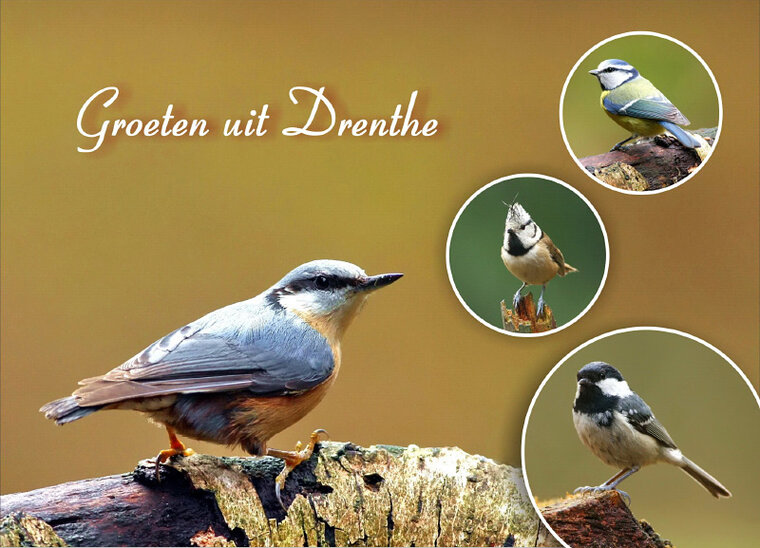 postcard birds in Drenthe (DR001)