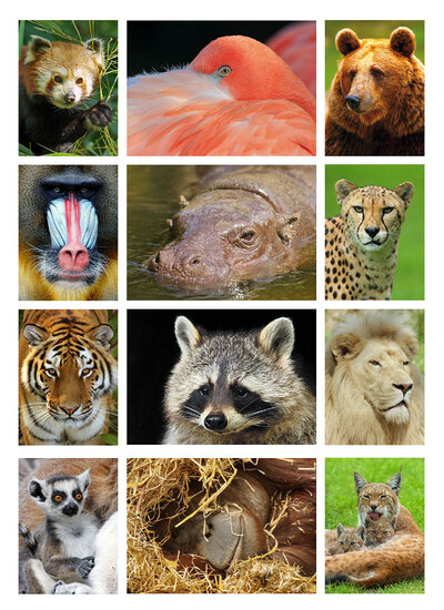 Zoo postcards - set with 12 postcards with zoo animals (no. 023)
