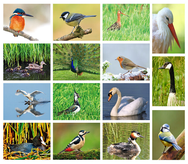 Bird postcards - set with 15 postcards with bird motif (no. 024)