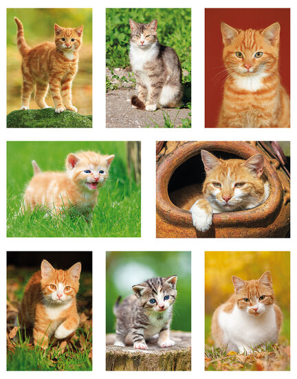 cat postcards