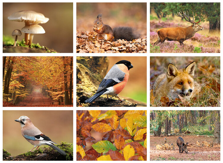 Set Nature postcards - set with nature motif 9 postcards (no. 0124) Set Nature postcards - set with nature motif 9 postcards (no. 0124)