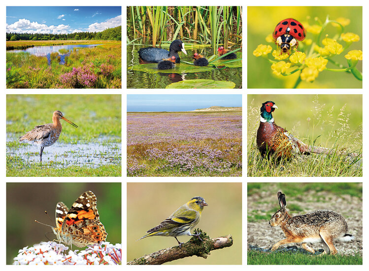 nature postcards set