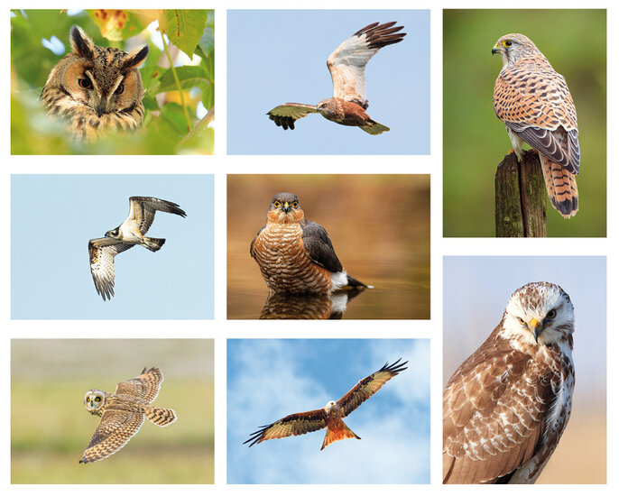 Postcard set raptors - 8 postcards with raptor motif (no. 120)