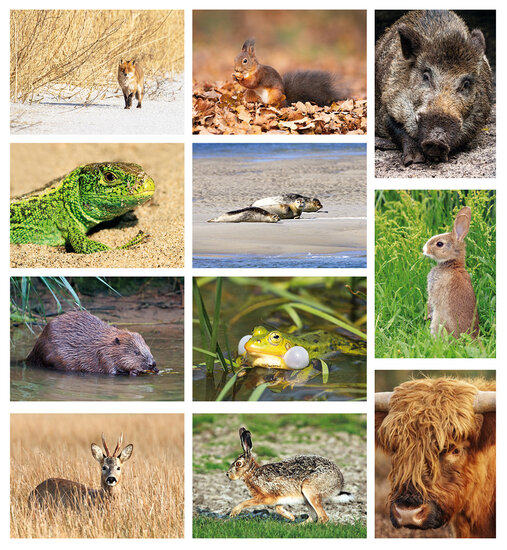 Wildlife postcards - set with 11 postcards with wildlife motif (no. 115)