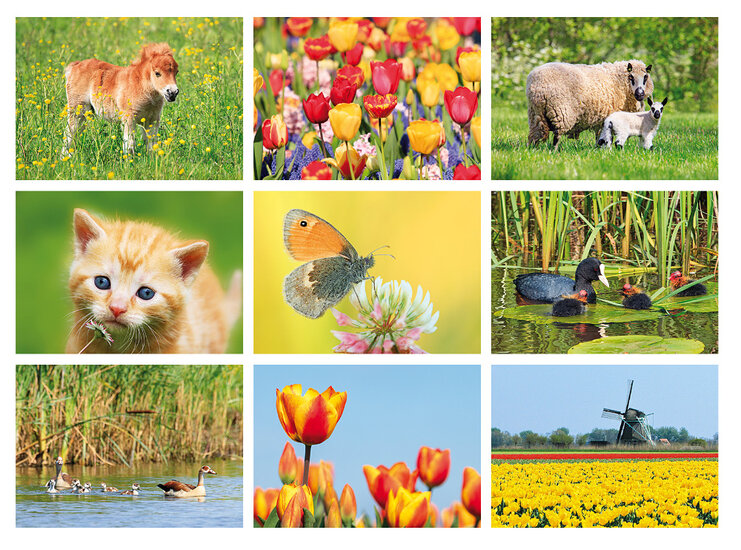 Postcard set spring - 9 postcards with spring motif (no. 103)