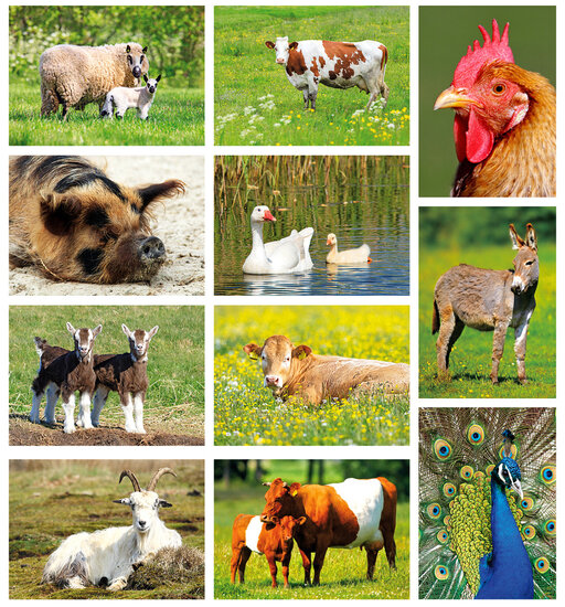 Animal postcards set - 11 postcards with farm animal motif (no. 102)