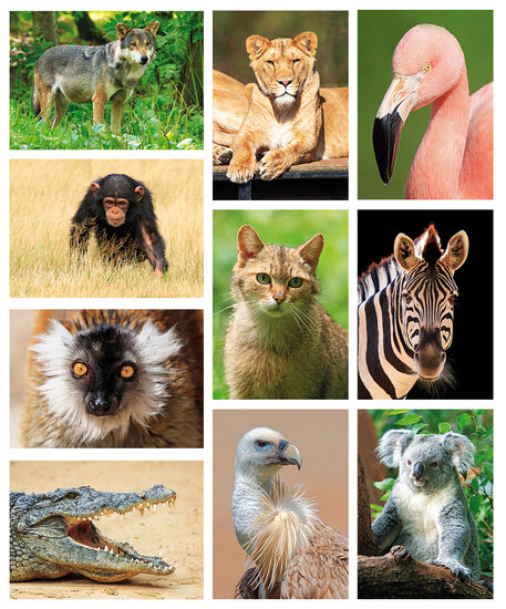 Zoo postcards - set with 10 postcards with zoo animal motif (no. 101)