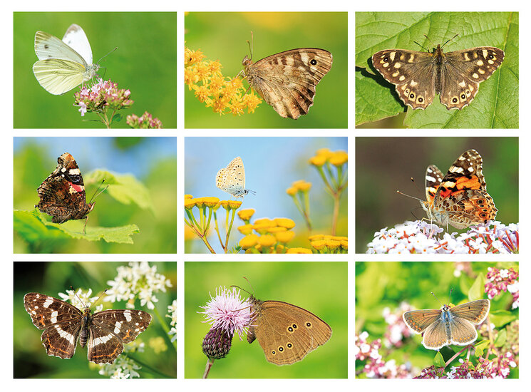 Butterfly postcards set - 9 postcards with butterfly motif (no. 097)