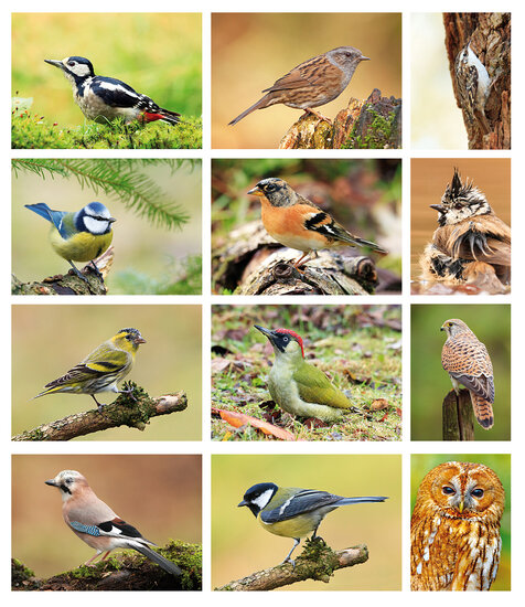 Bird postcards - set with 12 postcards with birds motif (no. 080)