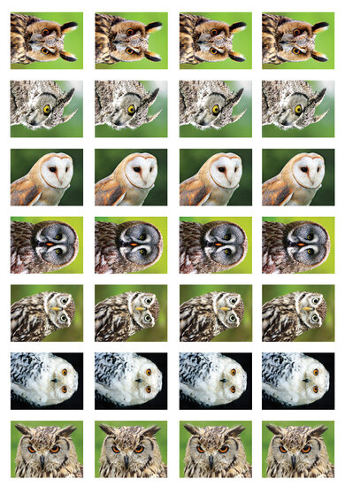 sticker sheet owls (SV007)