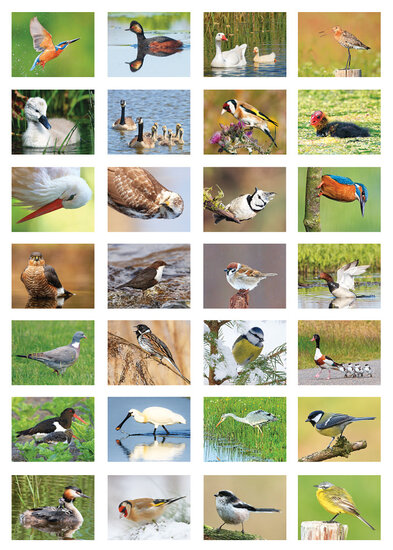 sticker sheet birds (SV018)