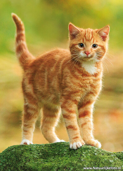 postcard tomcat
