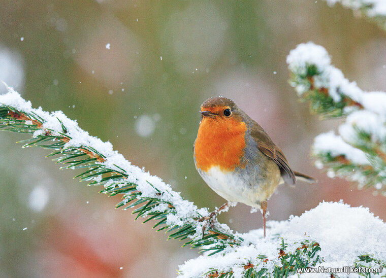 Robin postcard (0812)