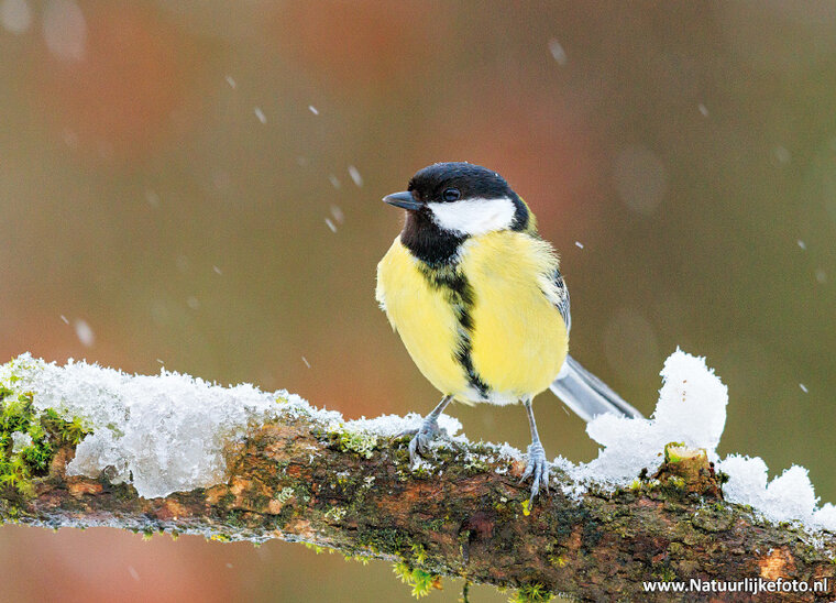Great tit postcard (0814)