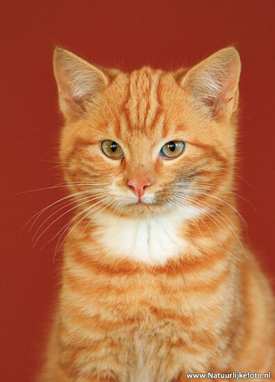 postcard tomcat (0815)