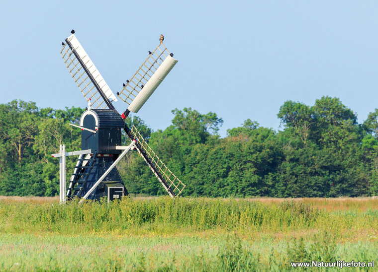 postcard mill de Kemphaan