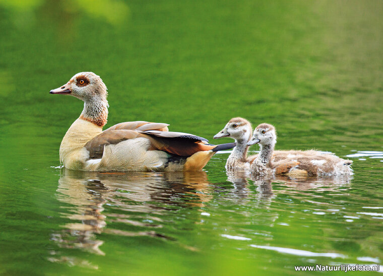 Egyptian geese postcard (0701)