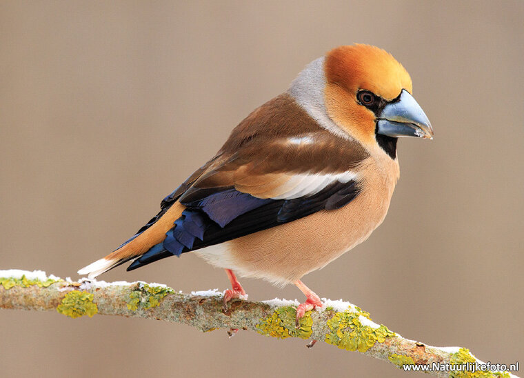 postcard hawfinch