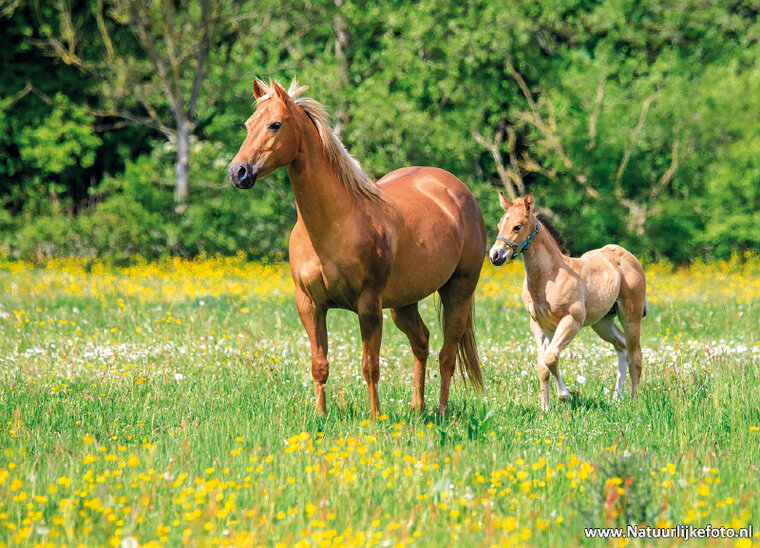 postcard horse with foal (0704)