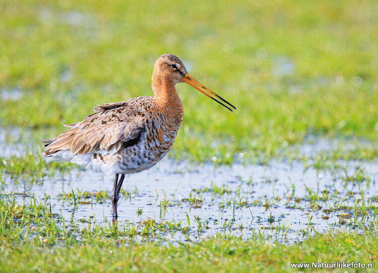 Black tailed godwit postcard (0706)