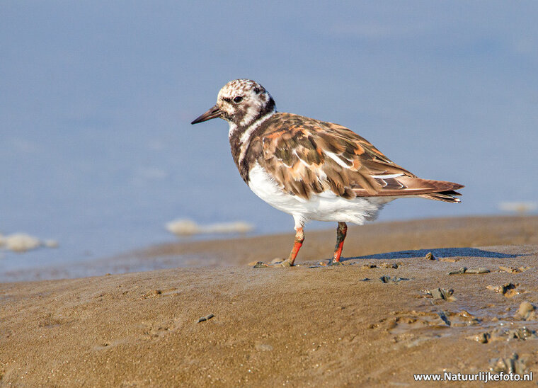Ruddy turnstone postcard (0707)