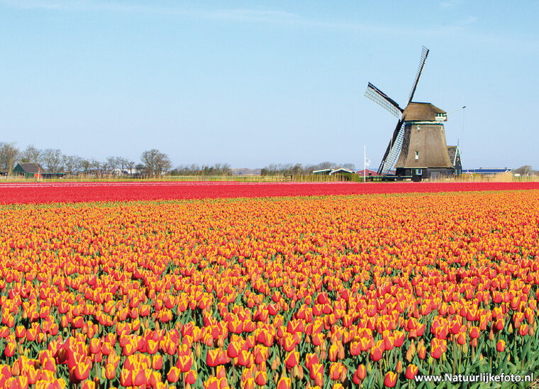 Mill with tulips postcard (0708) Mill with tulips postcard (0708)