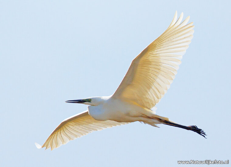 Great egret postcard (0709)