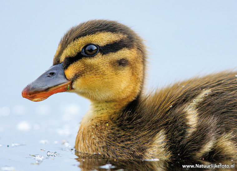 Young duckling bird postcard (0710)