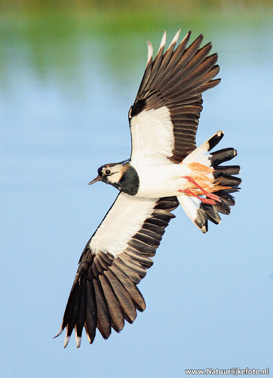Northern lapwing postcard (0711)