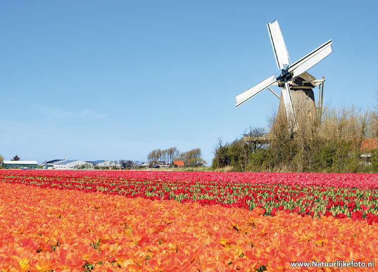 Mill with tulips postcard (0713)