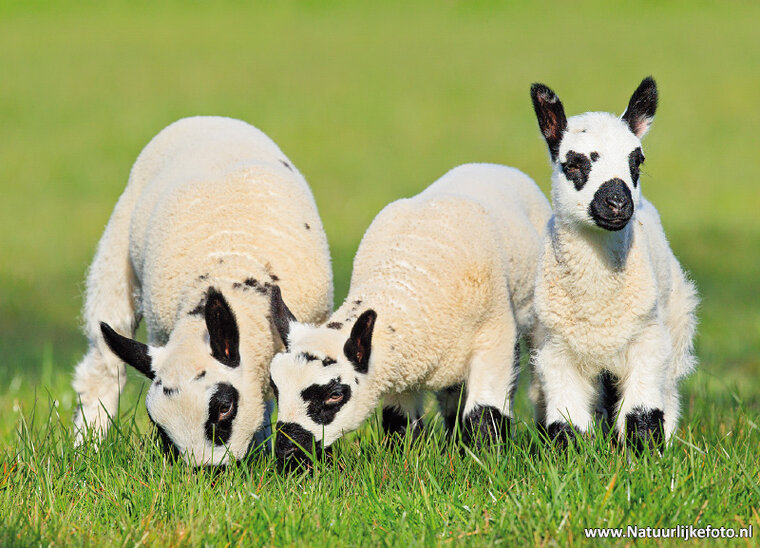 Kerry Hill sheep postcard (0714)